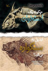 چگونه یک استخوان تبدیل به سنگواره می شود